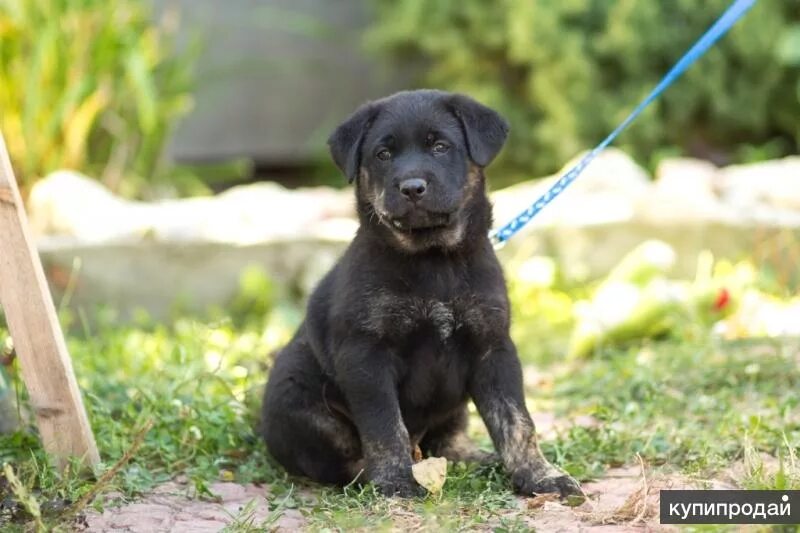 Top 10 borador dog pictures ideas and inspiration