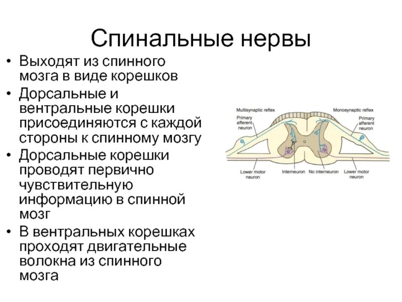 Входят в состав задних корешков спинного мозга. Дорсальные корешки спинного мозга. Вентральные корешки спинного мозга. Дорсальный и вентральный корешок спинного нерва. Вентральные рога спинного мозга.