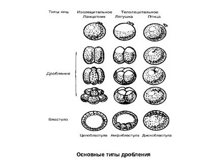 Типы дробления