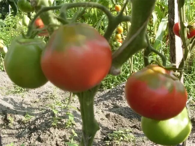 Томат полная кубышка 0,1г седек. Томат малиновая кубышка описание. Красный помидор. Томат малиновая кубышка. Томат кубышка изумрудная.