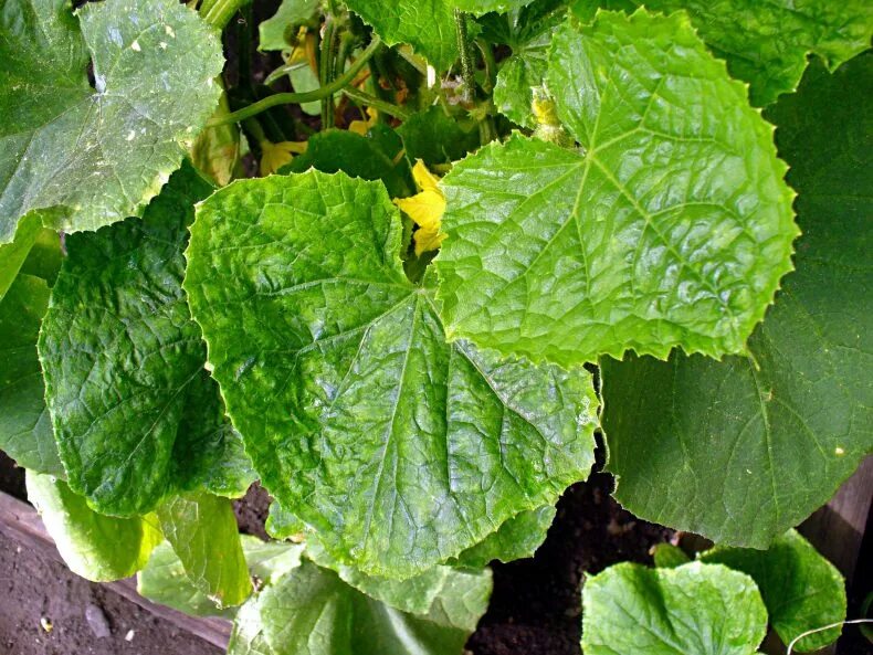 Желтая каемка на листьях огурцов. Обыкновенная огуречная мозаика (cucumber mosaic virus).. аскохитоз огурца. кладоспориоз огурцов. болезни огурцов огуречная мозаика.