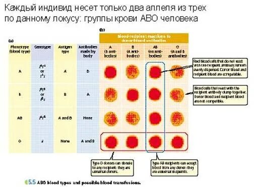 Цвета групп крови. Фенотип группы крови. Цвет крови по группам. Группа крови цвет крови. Фенотип третьей группы крови