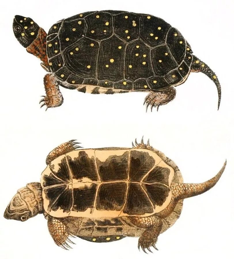 Turtle turtle fruit