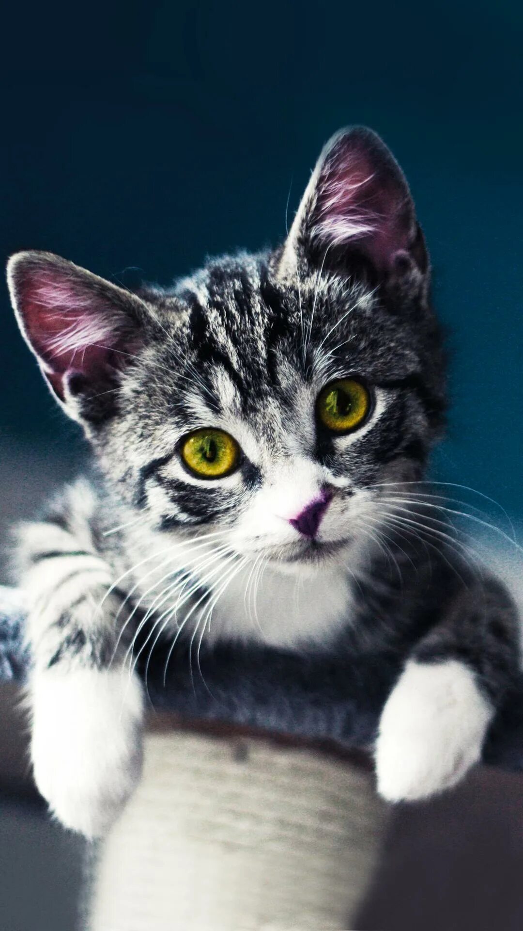 Котики на аву. Красивый кот. Котики на ватсап. Крутой кот в очках. Милые обои на планшет.