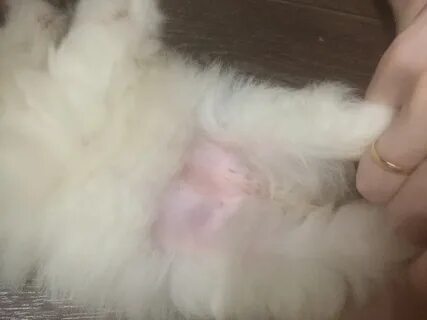 Почему котенок чешется