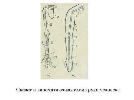 Схема руки человека