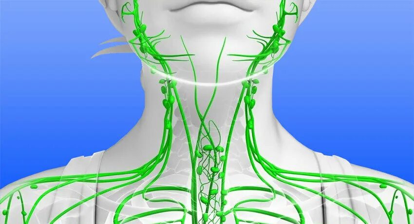 Лимфоузлы доктор. Воспаление лимфатических сосудов. Лимфангиит и лимфаденит.