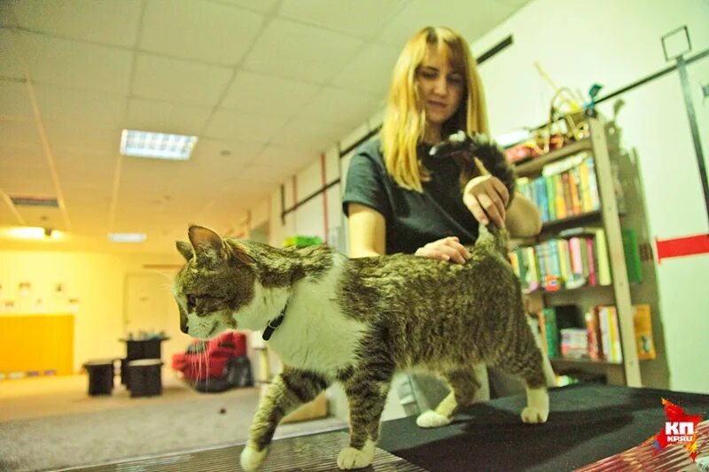 ешкин кот курган котокафе. котокафе в сочи. котокафе курган. кошачье кафе воронеж. тёплый кот ульяновск кафе.