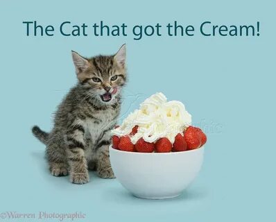 The cream kitty