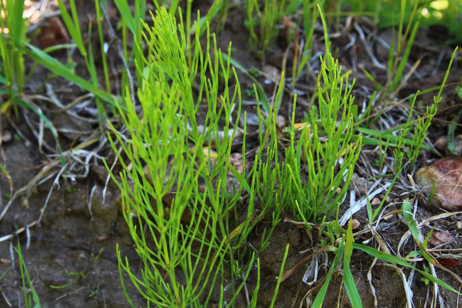 Что такое хвощ. Хвощ полевой. хвощ полевой (equisetum arvense). хвощ полевой equisetum arvense l.. хвощ полевой гф.