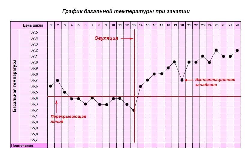 Как понять овуляцию. Ановуляторный график БТ. График БТ ановуляторный цикл. График базальной температуры норма при цикле 28. График БТ С овуляцией и беременностью.