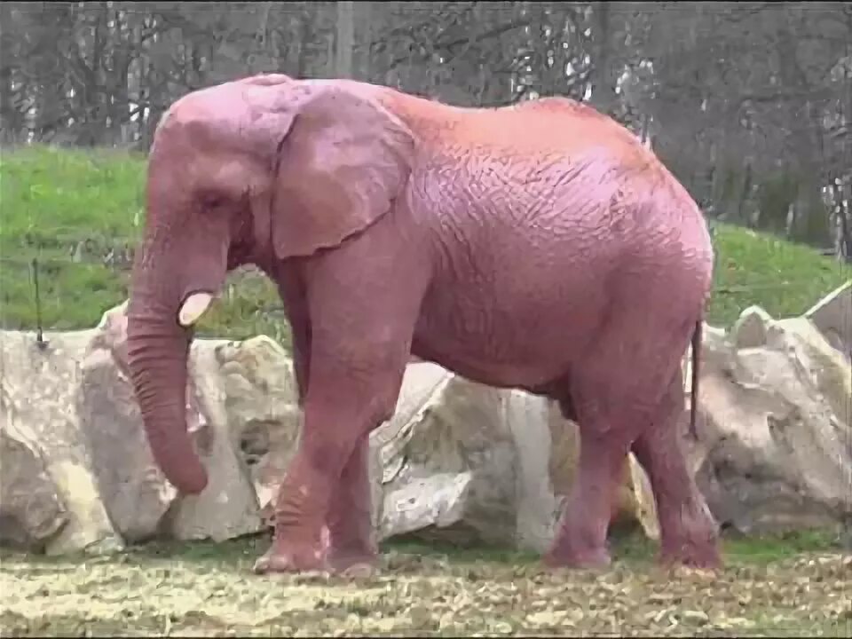 Pin on animal Albino animals, Elephants photos, Big animals