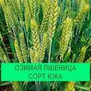 Красный колос сорт пшеницы. Оз. Озимая юка. Яровая пшеница. Озимая юка.