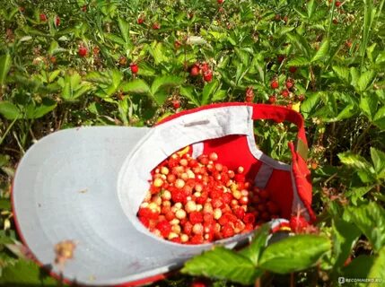 Маша собрала 2 маленькие корзинки земляники