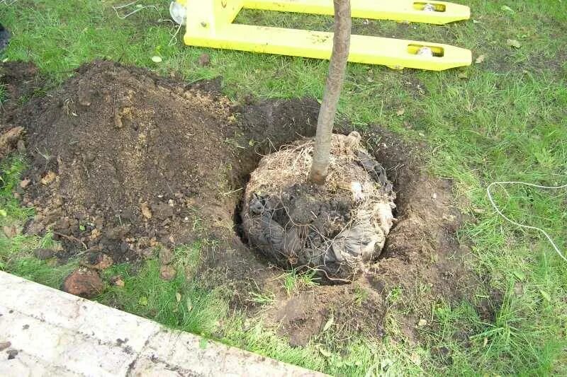 Можно ли пересадить дерево. Посадочная яма для дерева. Посадка груши. Яма под яблоню. Яма для яблони весной посадочная.