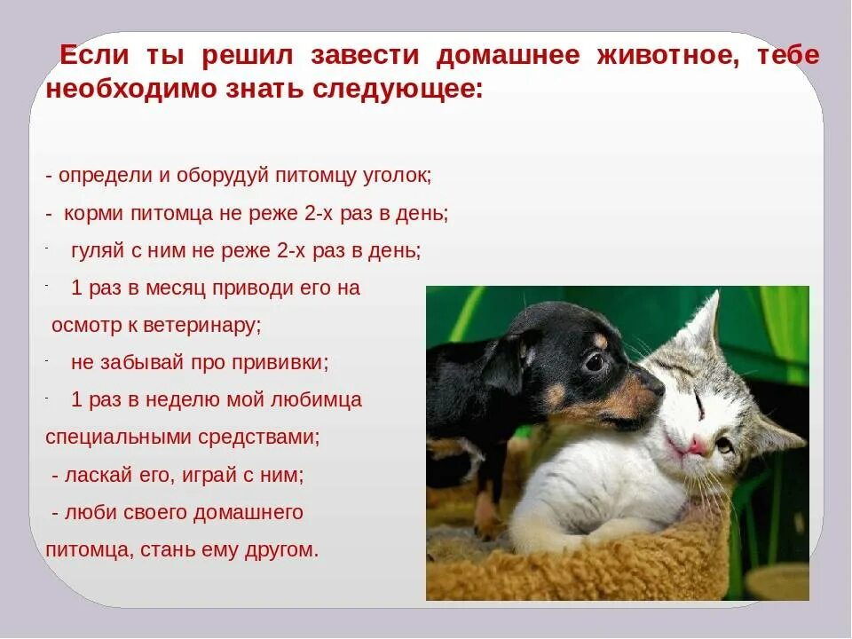 Расскажите детям о домашних животных. Статья о домашних животных. Газета про домашних животных. Статья про домашних питомцев. Какого домашнего питомца завести.