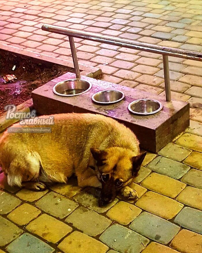 Донская собака. Потеряшки собаки. Донская собака. Зинхаундер собака. Донская собачка.