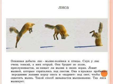 Приспособление лис