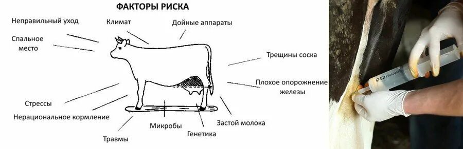 Как колоть корову. Катаральный мастит КРС. Мастит коров Ветеринария. Классификация мастита у коров.