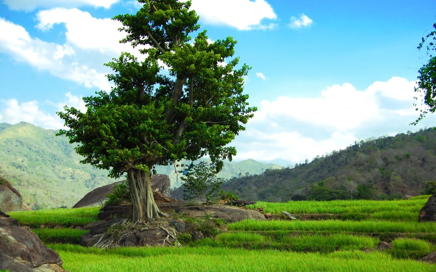 Natural tree. Картас Южный дерево. Каменное дерево Арчединско. Орлиное дерево. Высокогорные деревья.