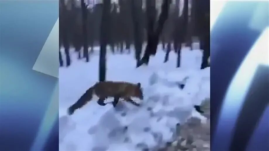 Отстрел лис