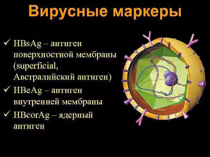 Австралийский антиген HBSAG. Ядерные антигены. Ядерный антиген гепатита в. Австралийский антиген маркеры. Австралийский антиген что