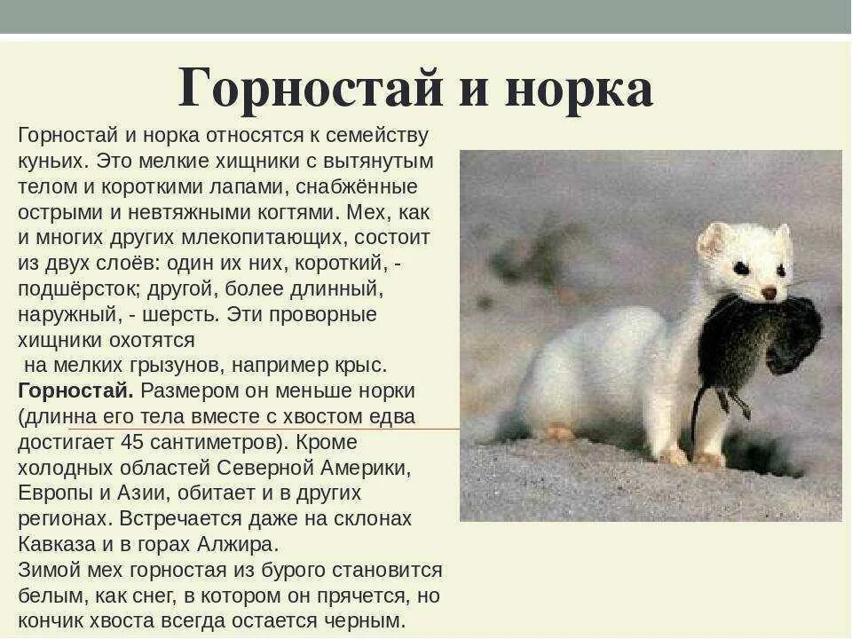 Соболь описание красная книга. Ласка презентация. Ласка красная книга. Ласка описание кратко. Описание зверьков.