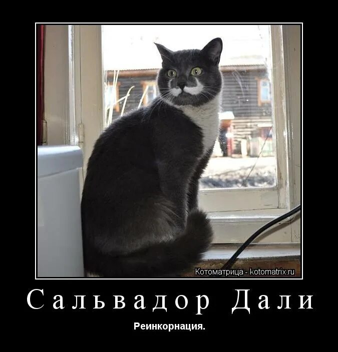 Открытка «котики». Котик открытка комплимент. Кот умоляет. Кошка в бусах. Кот мем.