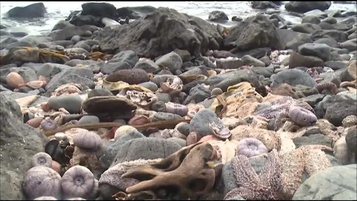 Массовое уничтожение как называется. Экологическая катастрофа на Камчатке 2020. Массовая гибель морских животных на Камчатке. Гибель животных на Камчатке 2020 массовая. Катастрофа на Камчатке 2020.
