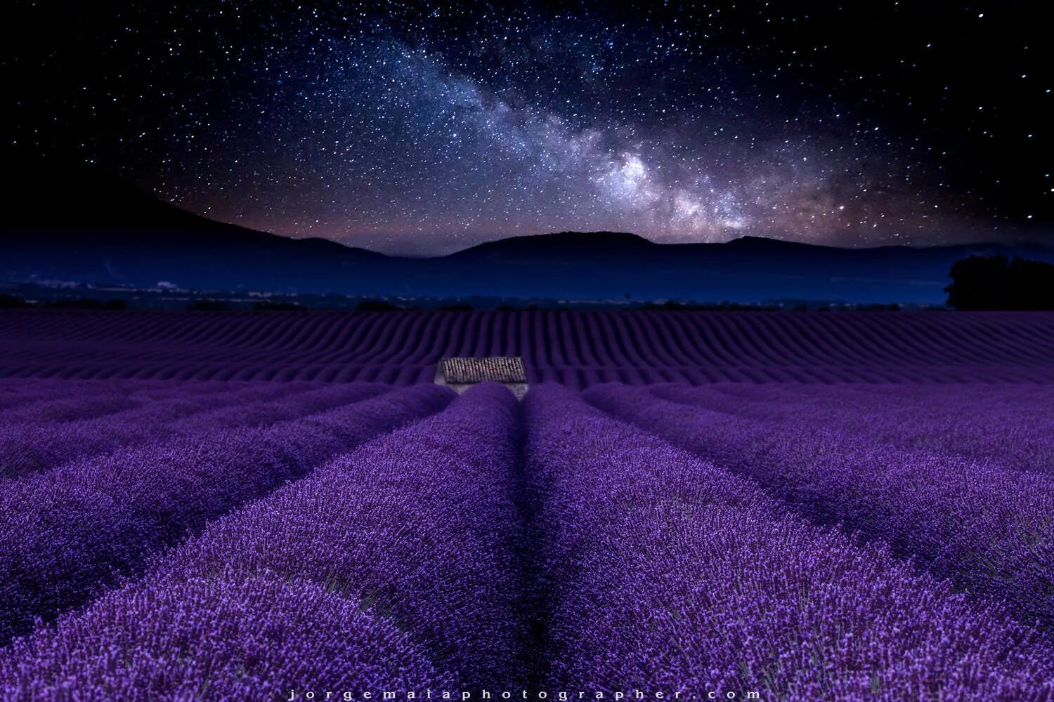 Цветная ночь. Поля лаванды. Фиолетовое поле. Поле с фиолетовыми цветами. Лавандовое поле ночью.
