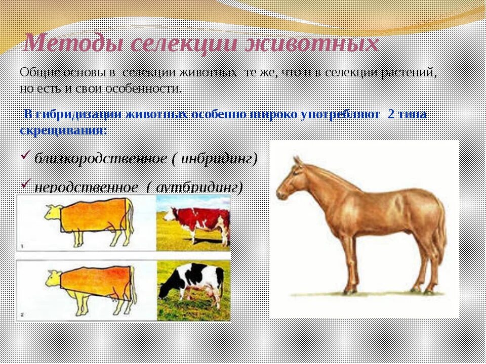 При селекции животных используются. Селекция животных. Методы селекции животных. Селекция животных методы селекции. Современные методы селекции животных.