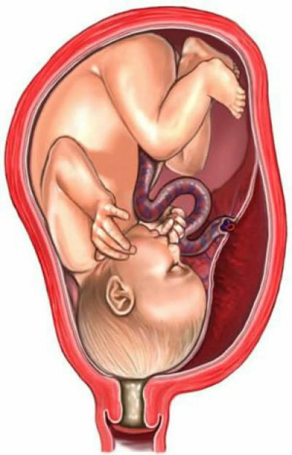 плод на 38 неделе беременности. предлежание головное продольное на 32 неделе. как лежит ребенок на 38. малыш в утробе 36 недель. ребёнок на 37 неделе беременности в утробе.