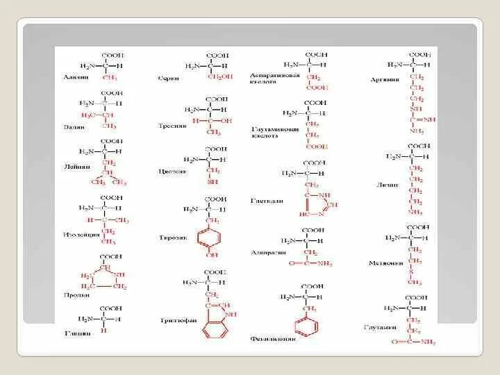 Количество белковых аминокислот. Аминокислоты белков. Аминокислоты и пептиды. 20 Аминокислот. Пептиды формулы и названия.