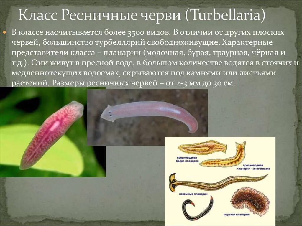 Плоские черви живу. Свободноживущие Ресничные черви. Тип плоские черви турбеллярии. Тип плоские черви класс Ресничные. Класс turbellana — турбеллярии.
