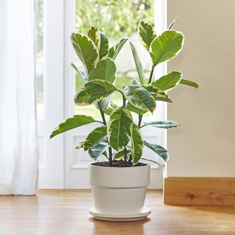 Цветы фикусы в интерьере. Фикус эластика дерево. Фикус бенджамина каучуконосный. Комнатный цветок elen серый. Держать дома фикусы бенджамина.