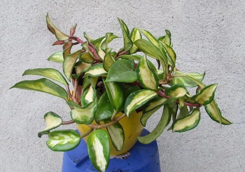 Хойя карноза триколор. Хойя карноза триколор экзотика. Хойя карноза триколор экзотика. Хойя карноза микс. Hoya carnosa tricolor хойя.