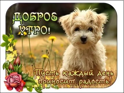 Пожелания доброго утра с животными смешные