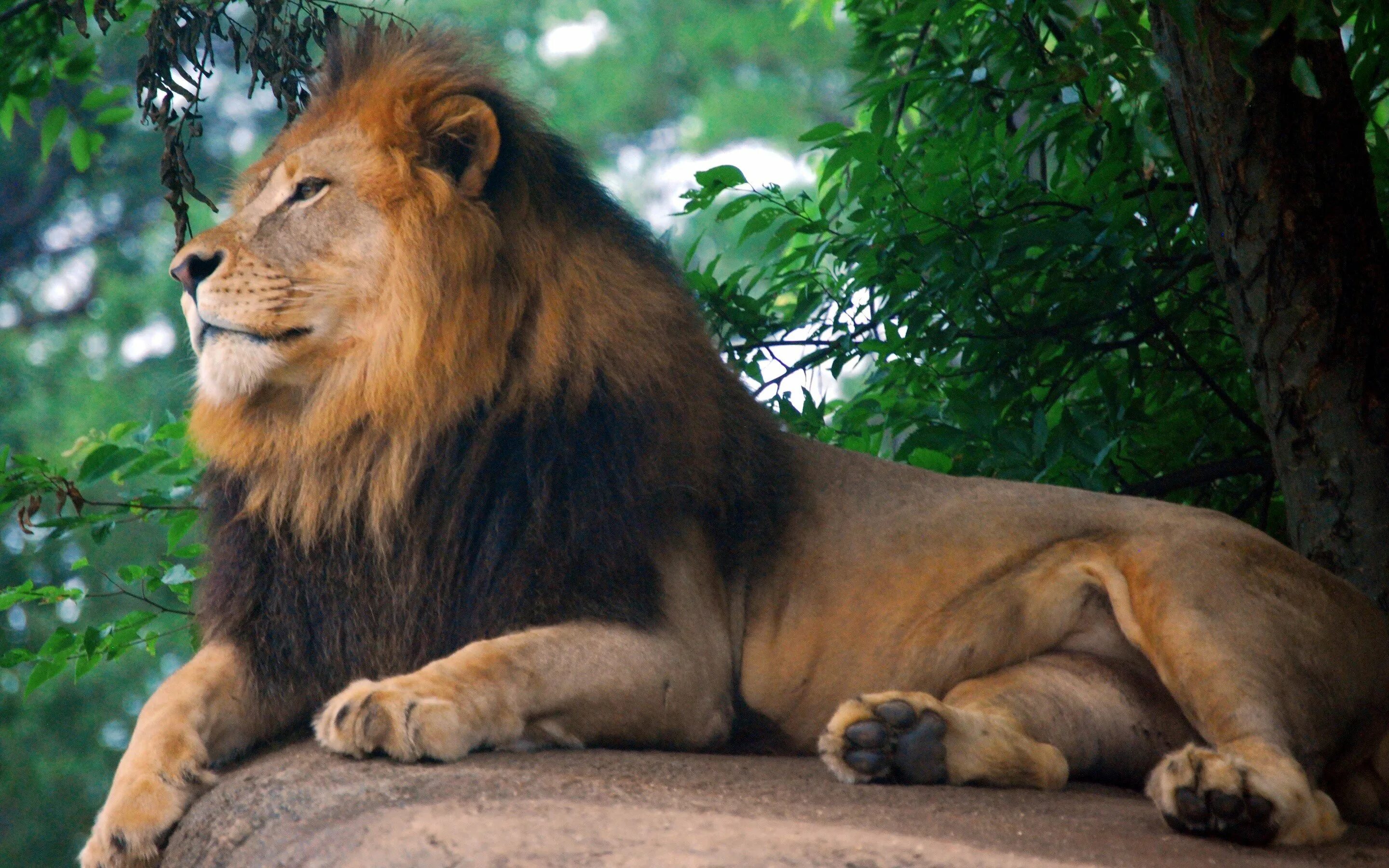 In the jungle lion. Лев. Красивый Лев. Картинки на рабочий стол звери. Лев фото.