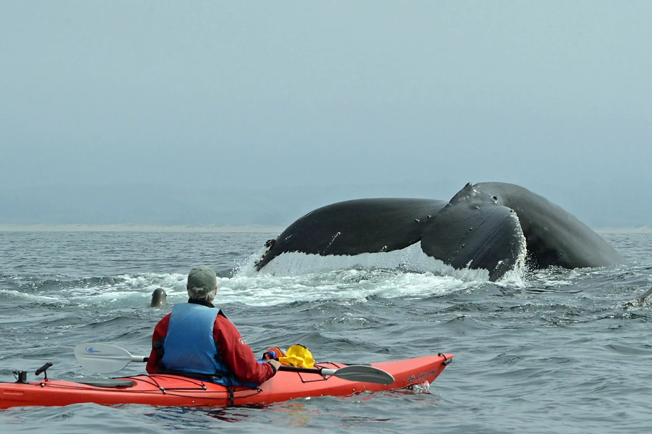 Бравал кит. Кит Кашалот Касатка. Гигантский горбатый кит. Огромная Касатка.