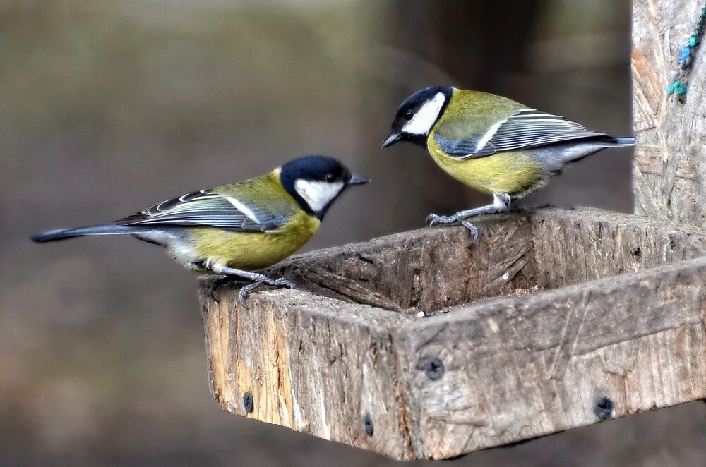 синицы на ветке. гнездо синицы лазоревки. лазоревка синица самец. синица лазоревка самец и самка. синица лазоревка спина.