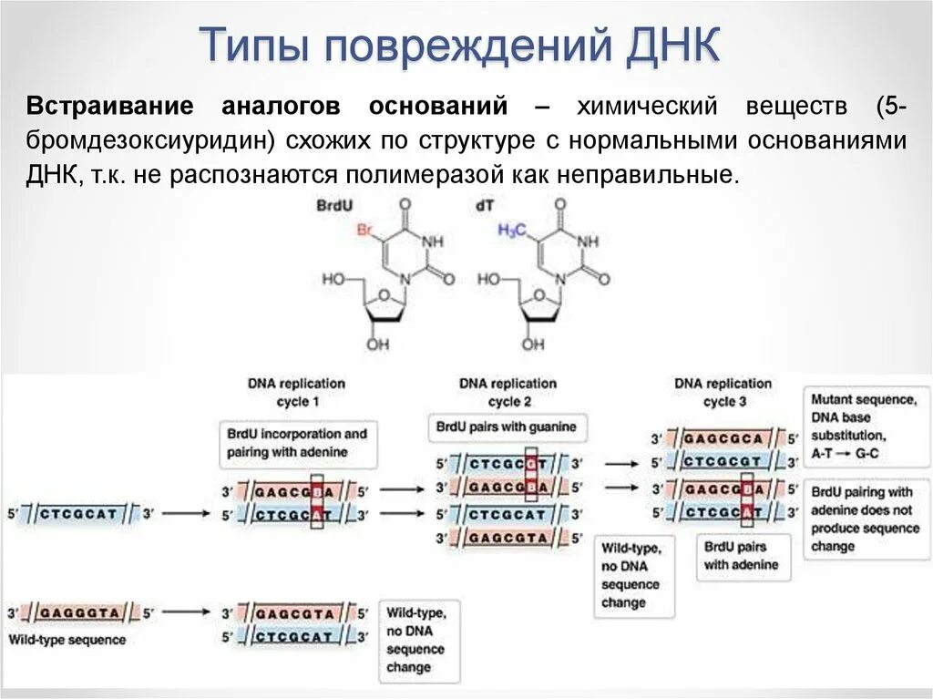 Причины и механизмы повреждения ДНК. Типы повреждений ДНК. Нарушение структуры ДНК. Основные типы повреждения ДНК.