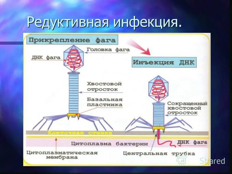 Бактериофагия