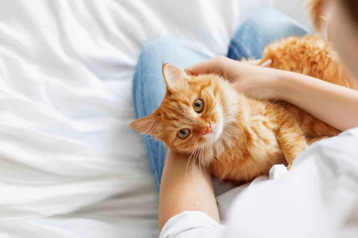 Getting a cat