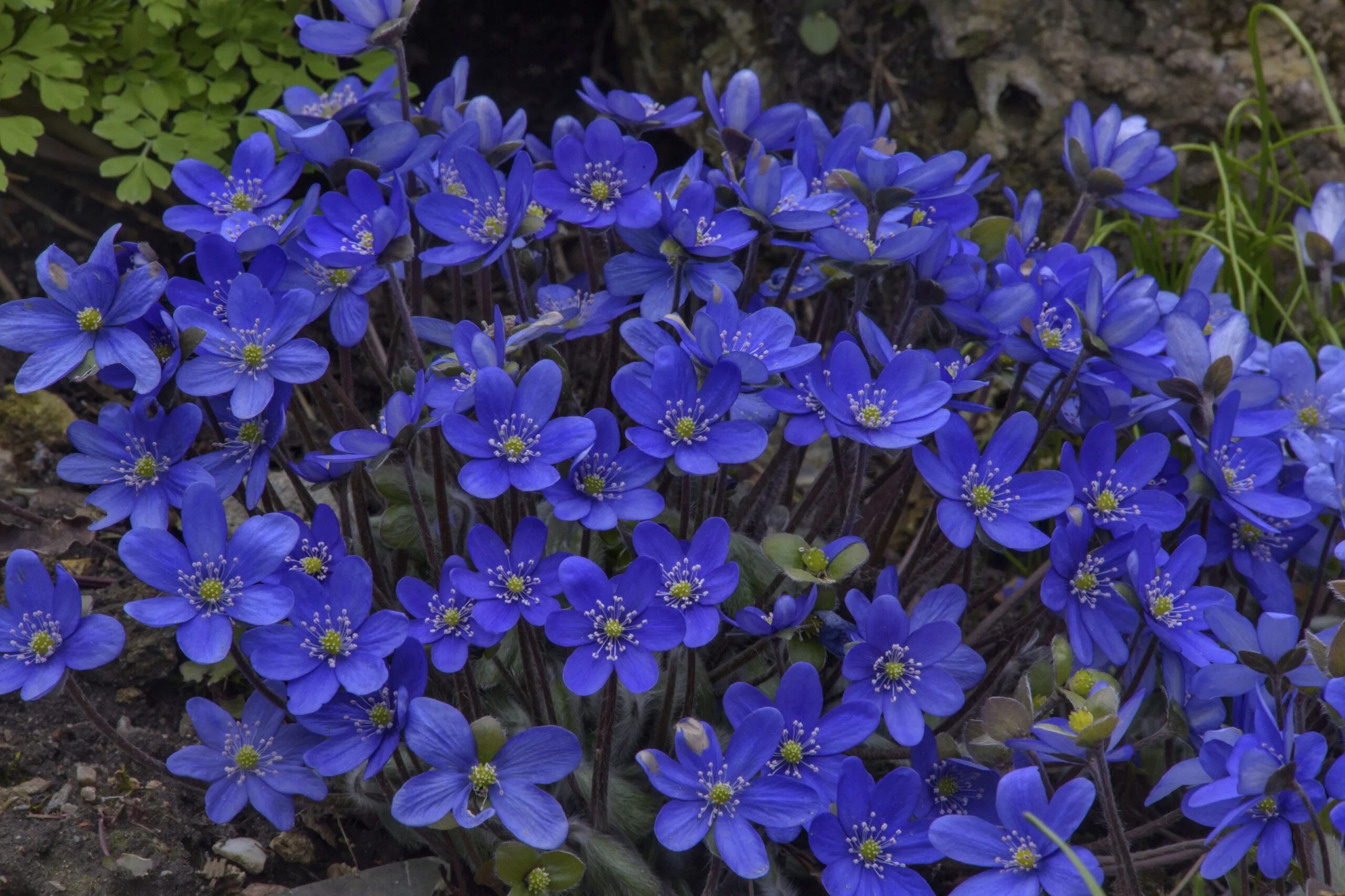 Печеночница. Печеночница hepatica nobilis. печеночница голубая. печеночница синяя. печеночница благородная голубая.