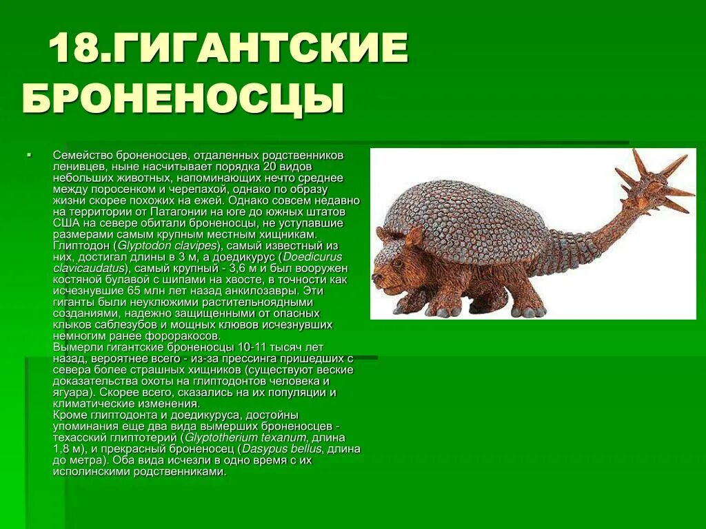 Проект по окружающему миру про зверь броненосец Презентация броненосец животное