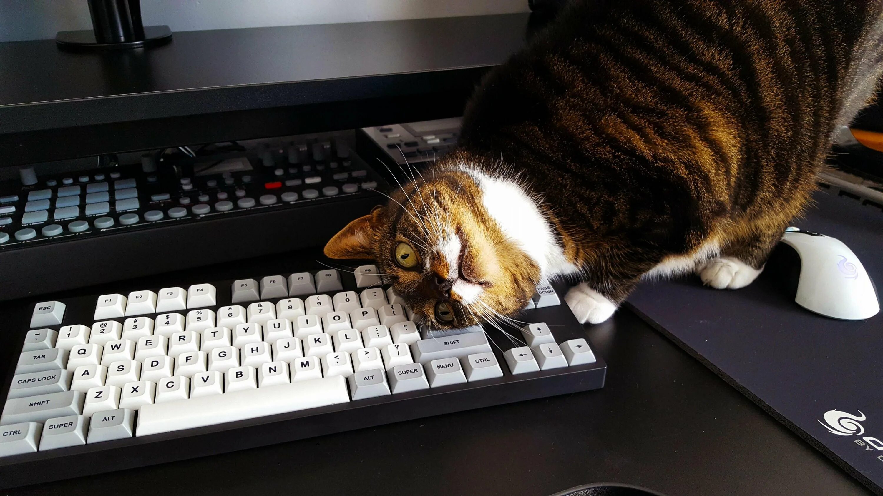 кот с компьютерной мышкой. котик за компьютером. мышь прикол с надписями. кот с компьютерной мышкой. компьютерная мышь cat.