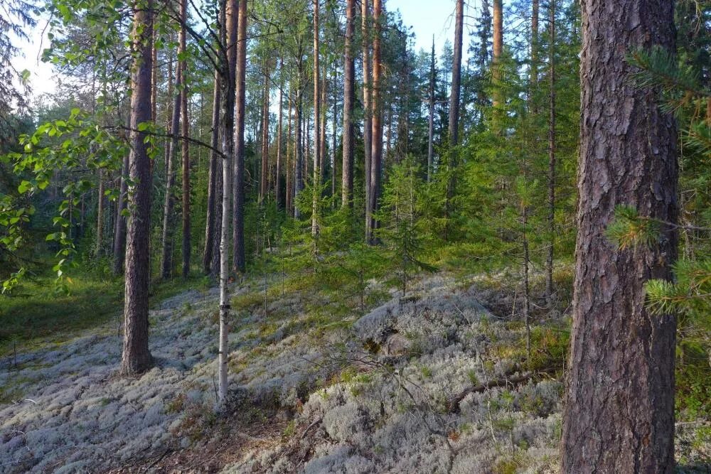 Природа северо запада района. Онежский район Архангельской области леса. Онежский район Архангельской области леса природа. Лес Северо-Запада России. Леса Северо Западного района.