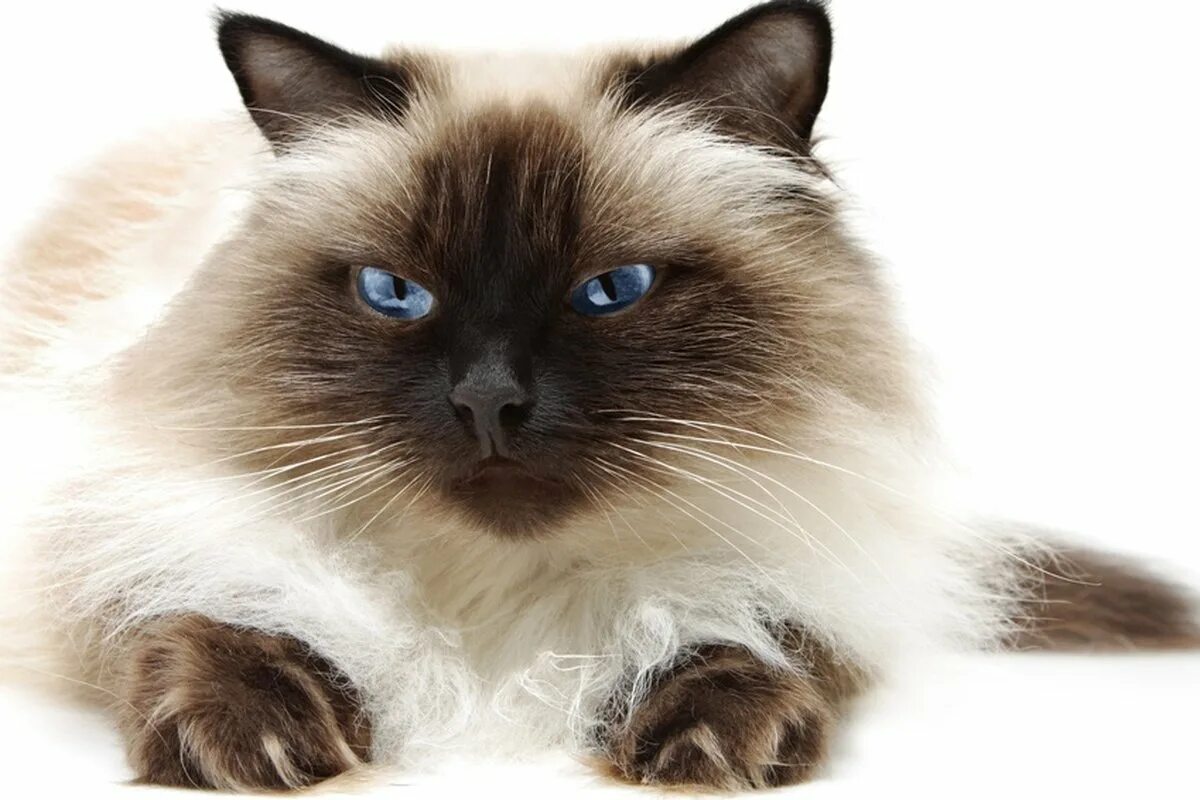 Гималайские сиамские кошки. Гималайский колор-Пойнт кошка. Бирманская Сиамская кошка. Гималайская кошка длинношерстная. Персидско сиамская кошка