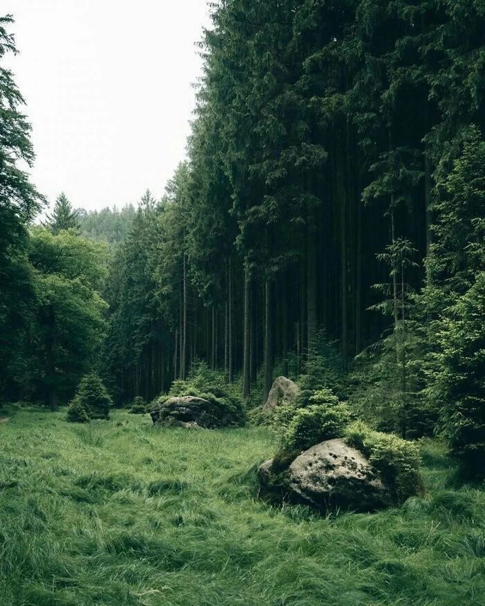 Хвойная поляна. Лес Эстетика. Густой лес. Эстетика природы лес. Темный хвойный лес.