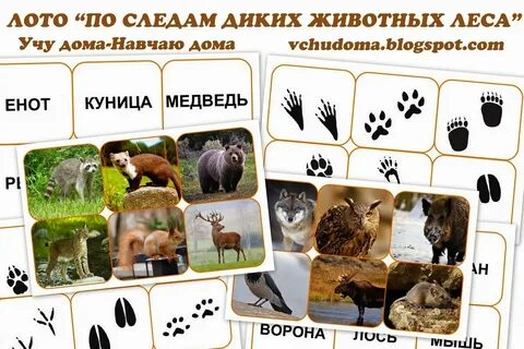 Куда диком